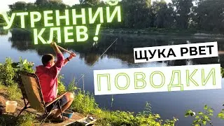 🎣 Десна 2022. Утренний клев. Щука рвет поводки. ЛЕЩ.