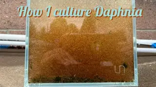 How I culture LIVE Daphnia to feed my goldfish