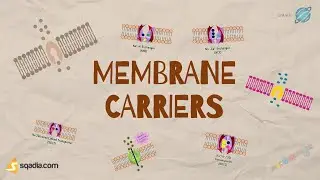 Membrane Carriers Structure and Functions | Cell Biology Transport Proteins | Animation