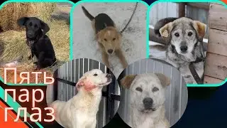 У раненой собаки нет шансов ТАМ выжить. Спасаем?