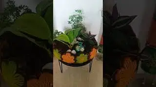 Terrarium | Making of open dish garden terrarium with indoor plants