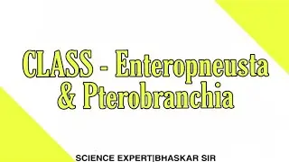 CLASS - Enteropneusta & Pterobranchia