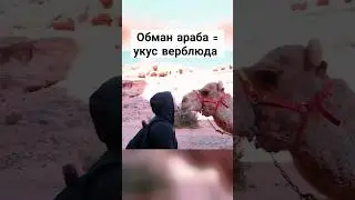 Обман араба = укус верблюда #иордания #прусаков #путешествия