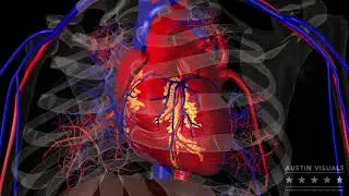 Heart Anatomy Arteries Veins. Best Medical Animation Studio