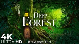 The Breath of the Forest 4K 🌳 Nature Relaxation Film with Peaceful Relaxing Music & Video Ultra HD