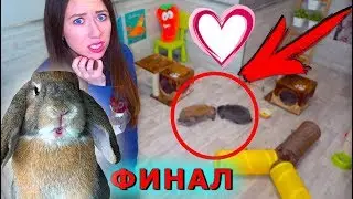 Последнее Свидание Заселили в Общий Дом Кролики Стало еще Хуже ? | Elli Di Pets