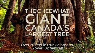 Canadas Largest Tree! The Cheewhat Giant