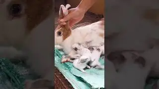 Rabbit giving milk 🍼 baby #rabbit #shortvideo #khargosh #shorts