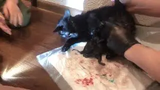 🐱 Как помочь кошке во время родов? Принимаем роды у кошки! Мими рожает