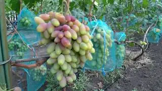 Виноград Диксон .
