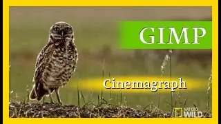 How to Create a Cinemagraph in GIMP