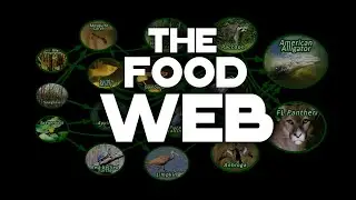 The Food Web