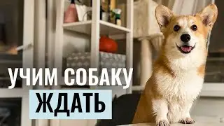 Как научить собаку ЖДАТЬ ПО КОМАНДЕ? Пошаговое ОБУЧЕНИЕ выдержке и опыт знаменитых дог-блоггеров