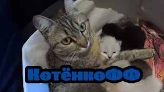 котёнкофф