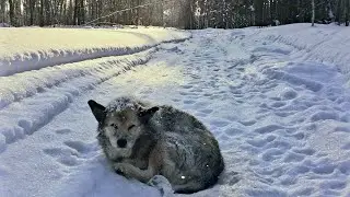 🔴Собаку в мешке зимой вывезли в лес\Он выбрался из мешка\но уйти не смог\отказали лапы\Dog Rescue