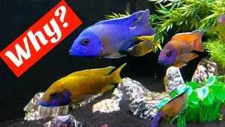 Why Keep African Cichlids? - Despite Never a Dull Moment! - Why I Choose African Cichlids!