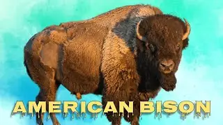 American bison sound