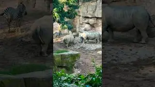 RHINO and ZEBRA | Animals in City #shorts #animals