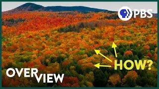 Theres One Thing About Fall Colors Scientists Cant Explain