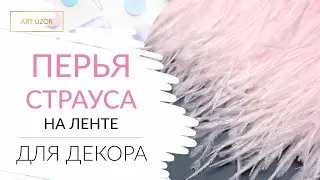 Перья страуса на ленте: декор для отделки и творчества. Нежные страусиные декоративные перышки обзор