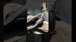 ВИРУСНЫЕ ВИДЕО / Братья крокодилы 🐊