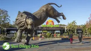 My Full Tour of the San Diego Zoo in San Diego, California