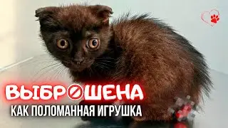 История котёнка,  которого бросили  как поломанную игрушку. Помощь животным.