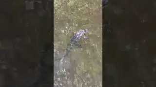 Fly Fishing with an Alligator #flyfishing #alligator #animalshorts