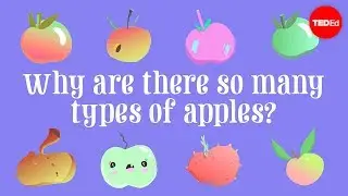 Why are there so many types of apples? - Theresa Doud