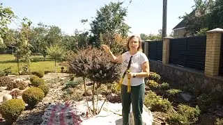 Літня Обрізка Кущів✂️🌾Прогулянка Садом Сестри Наталі🌹🍒#літняобрізкакущів#оглядлітньогосаду#квіти#сад