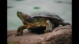 Otis the Baby turtle  