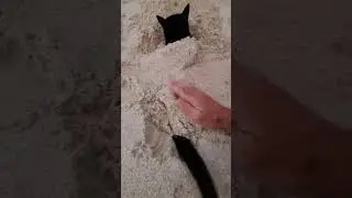 Cat loves being buried in sand