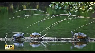 4K Impressionen vom Berliner Tiergarten mit der Lumix GH 6 mit Zeitlupen bis 300 fps