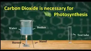 Experiment: Carbon dioxide is necessary for photosynthesis.