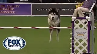 ‘Lobo’ the Siberian Husky goes off script in the 24 inch class of agility competition | FOX SPORTS