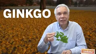 Dr. Joe Schwarcz on ginkgo trees