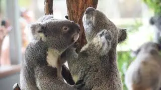 Koalas!