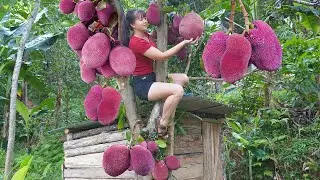 Harvest Giant Ripe Jack fruit goes to the market sell - Cooking jackfruit sticky rice