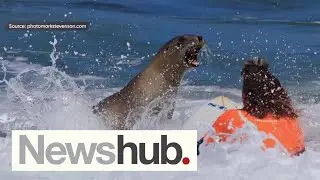 Surfing sea lion: Dunedin surfing championship upstaged by unlikely competitor | Newshub