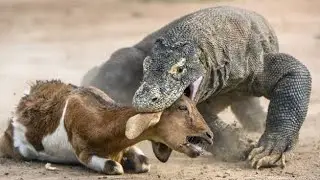 Komodo dragons eating a breakfast #animals_rise #animalslovers #Komodo_dragons