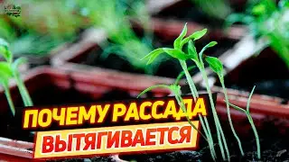 Почему вытягивается рассада — причины и решения