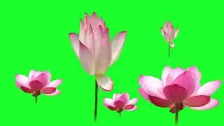 lotus flower without leaves green screen background video | green screen magic | green screen video