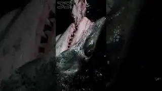 Mako Shark the size of a Great White shark #sharks #fish #shorts #animals