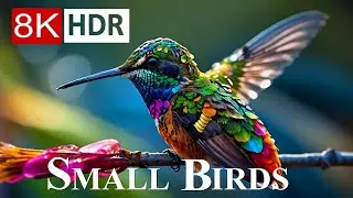 Small BIRDS 8K HDR - Names and Sounds