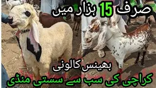 Bhains Colony Bakra Mandi | Season 2024 Bakra Eid | Kamori | goat farming | Livestock | 27-July-2023