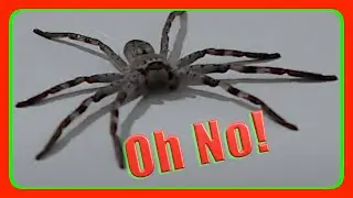 Oh No | Huntsman Spider in our New House