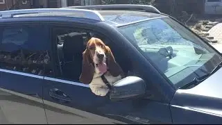 basset hound roadtrip!