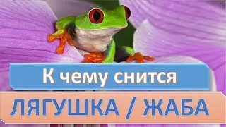 К чему снится ЛЯГУШКА (ЖАБА) | СОННИК