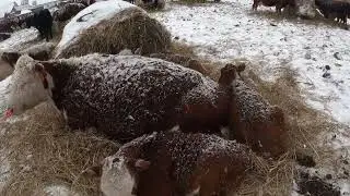 Новорожденные телятки