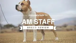 AMERICAN STAFFORDSHIRE TERRIER BREED REVIEW